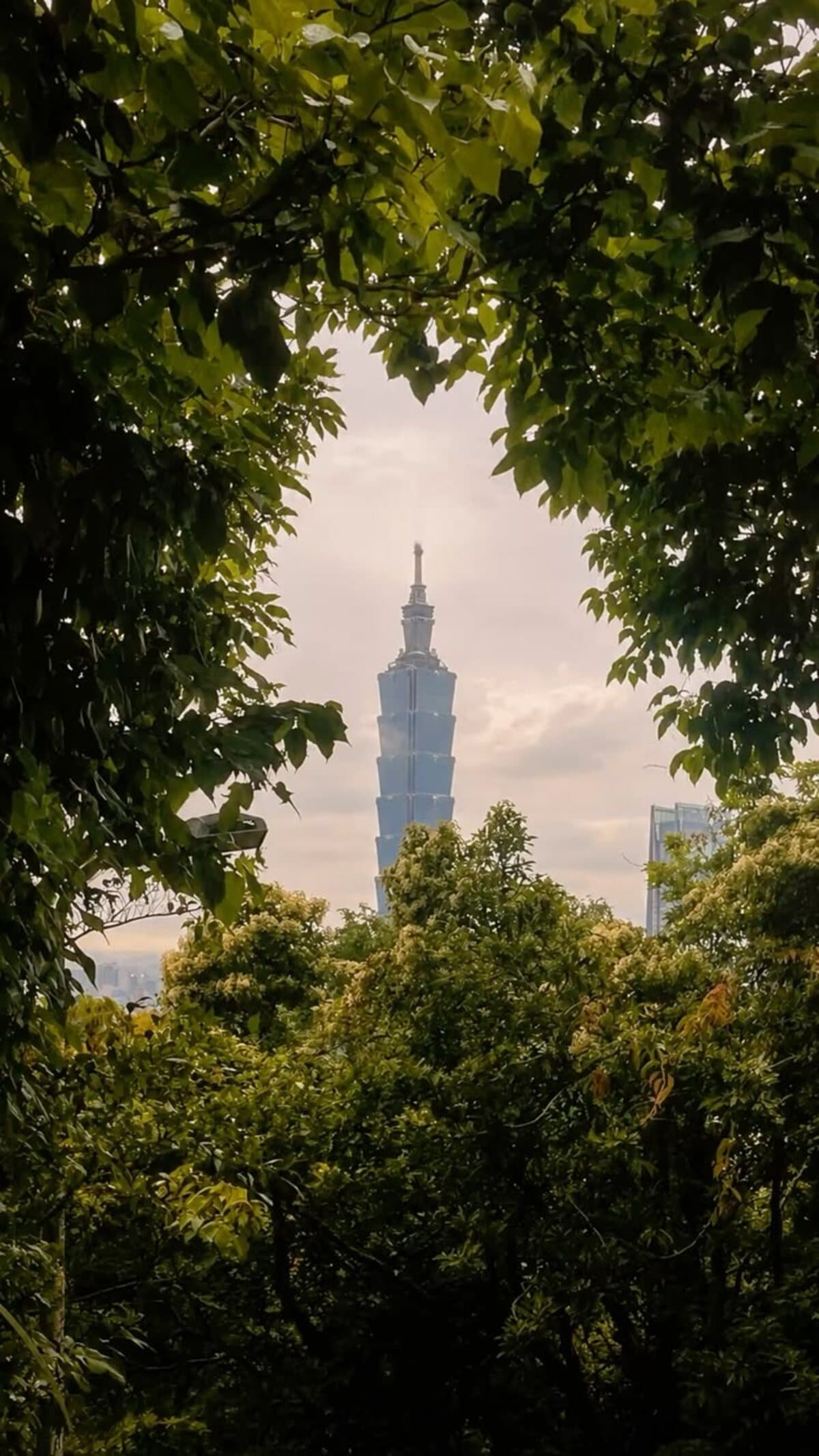 Taipei 101 framed by trees