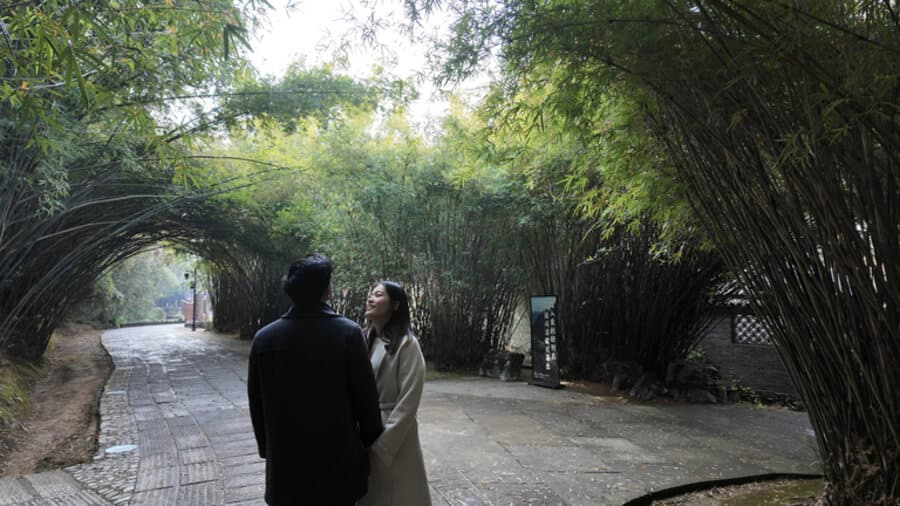 Strolling a tree-lined path